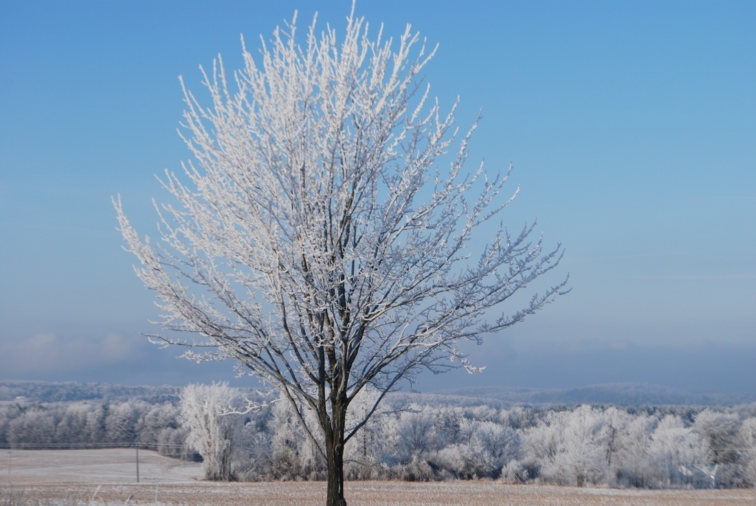 maple-tree-winter