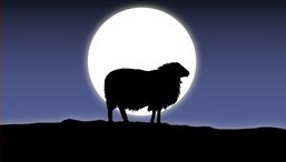 sheep-new-year
