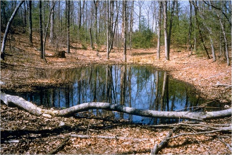 vernal_pool_in_connecticut